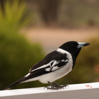 Pied Butcherbird